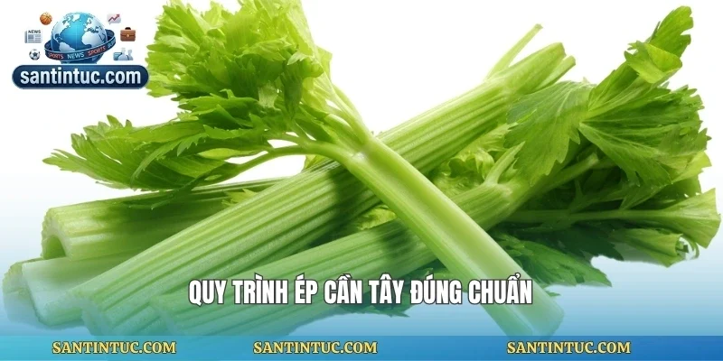 Quy trình ép cần tây đúng chuẩn